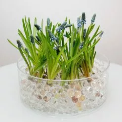 Water Beads For Plants