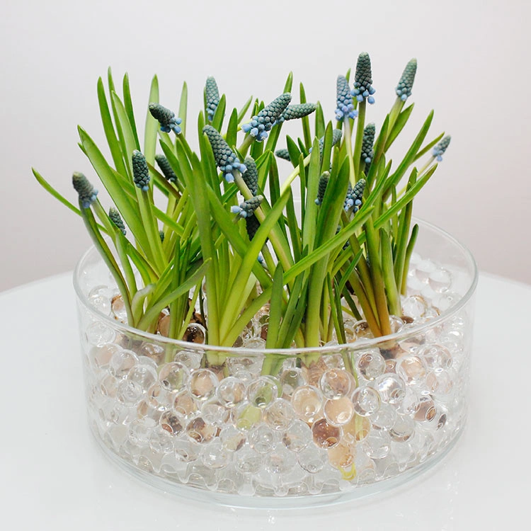 Water Beads For Plants