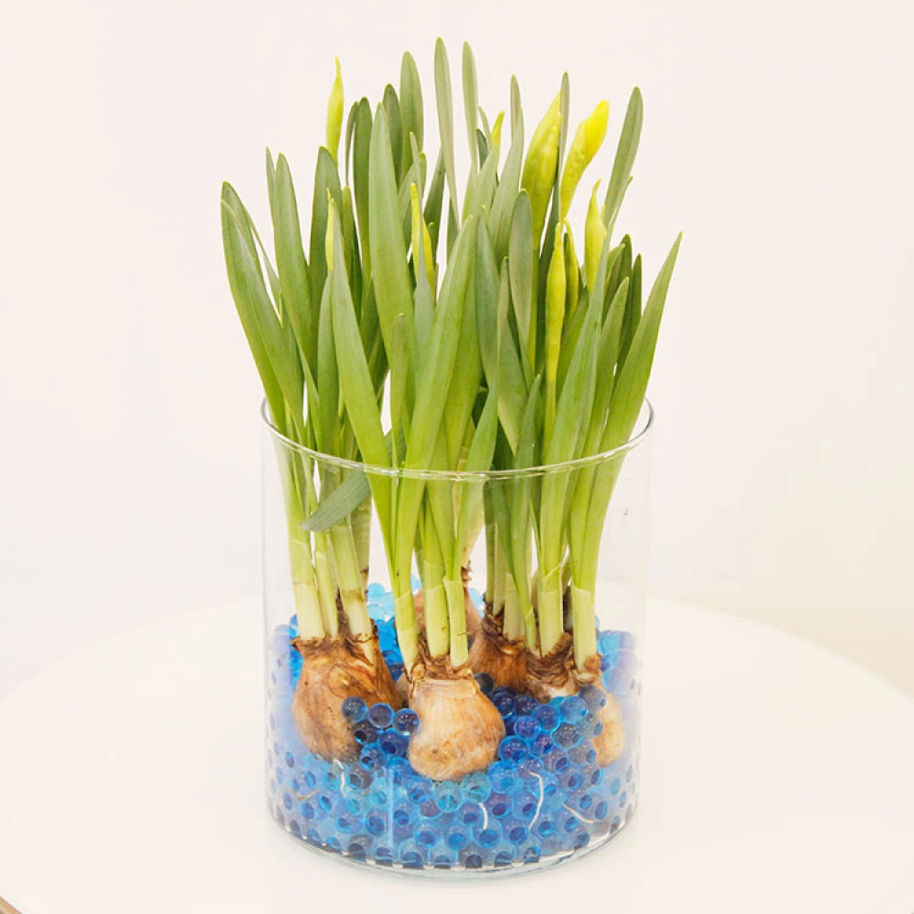 Water Beads For Plants - Image 2