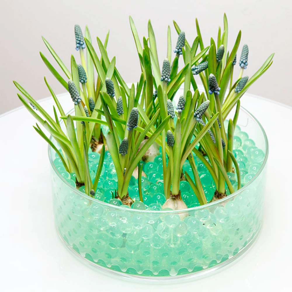 Water Beads For Plants - Image 3