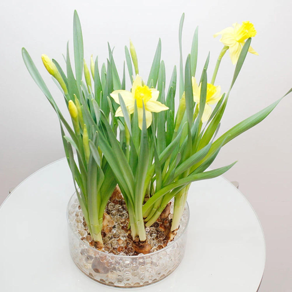 Water Beads For Plants - Image 6