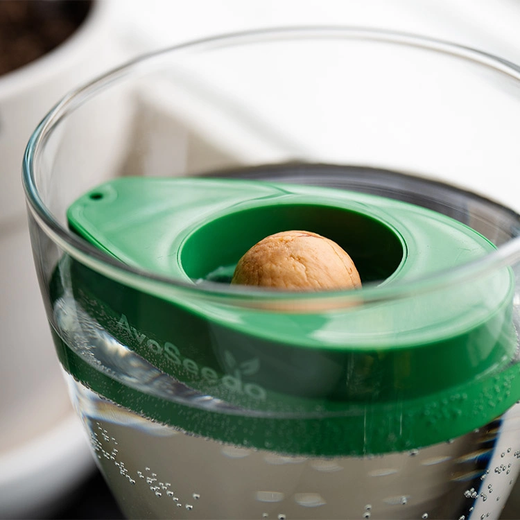 AvoSeedo - Grow Your Very Own Avocado Tree!