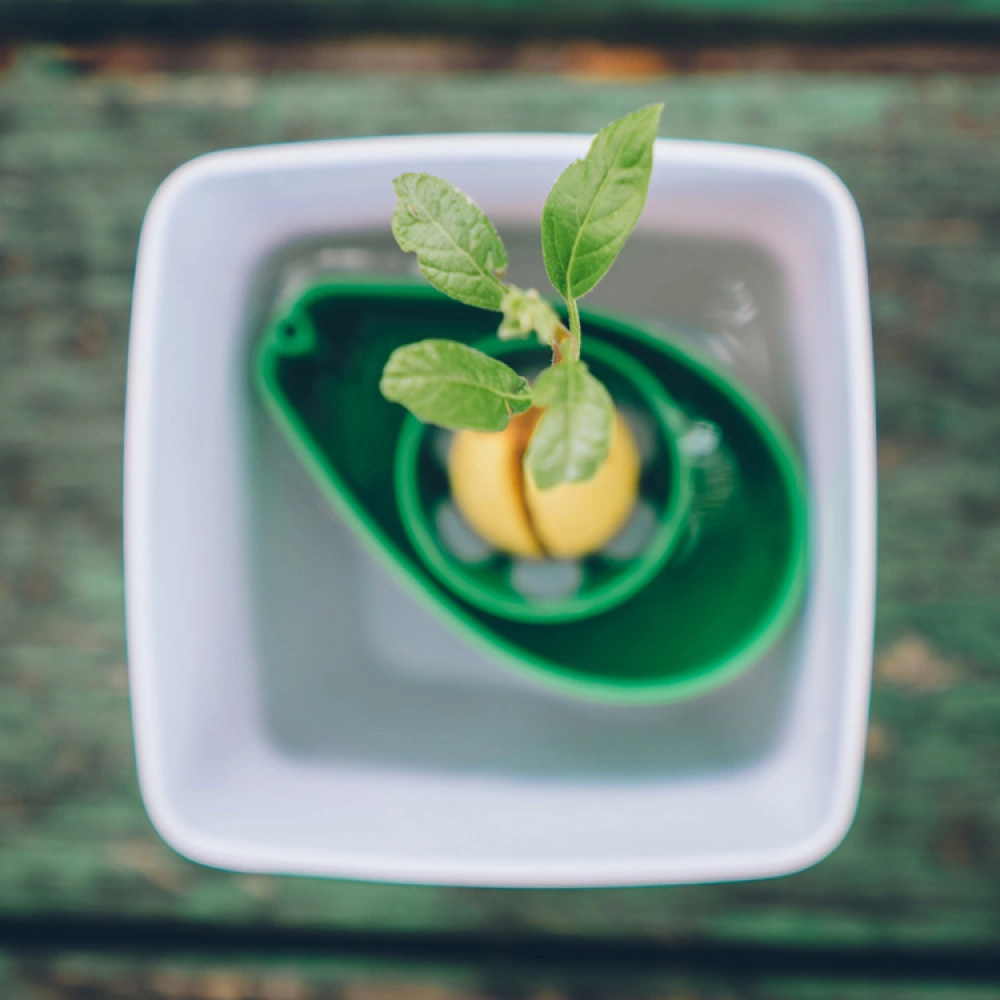 AvoSeedo - Grow Your Very Own Avocado Tree! - Image 3