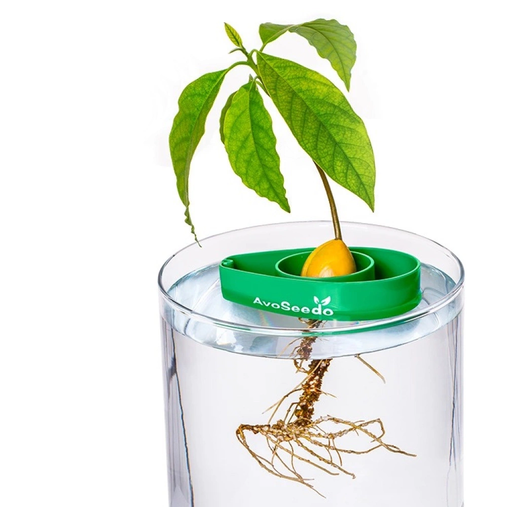 AvoSeedo - Grow Your Very Own Avocado Tree! - Image 5