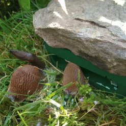 Berit & Lars-Erik Staffas Slug Bar Pack Of Five