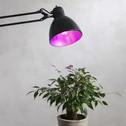 LED Light Bulbs For Plants And Flowers